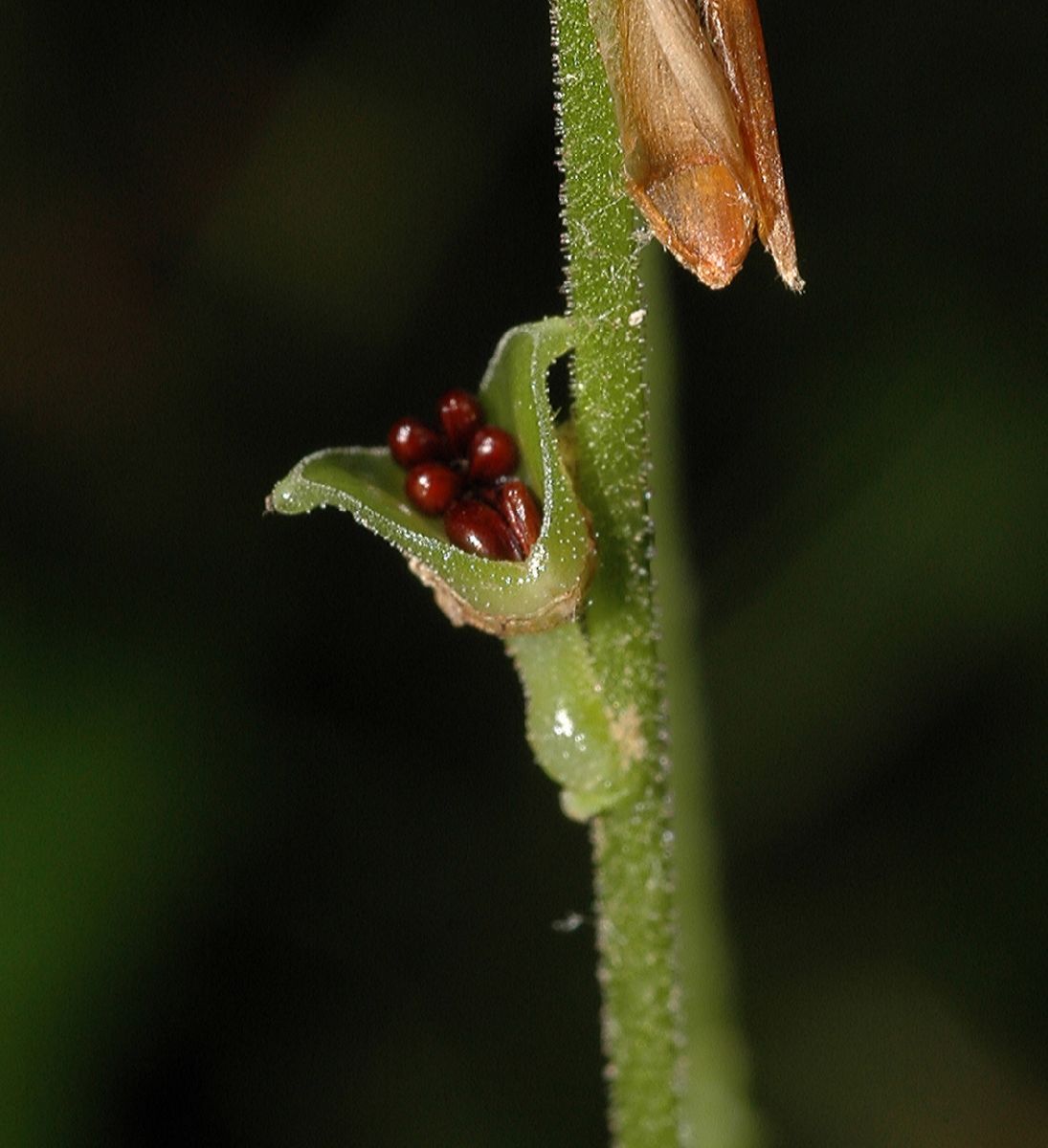 Saxifragaceae Mitella diphylla