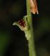 image of Mitella diphylla