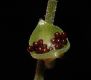 image of Mitella diphylla