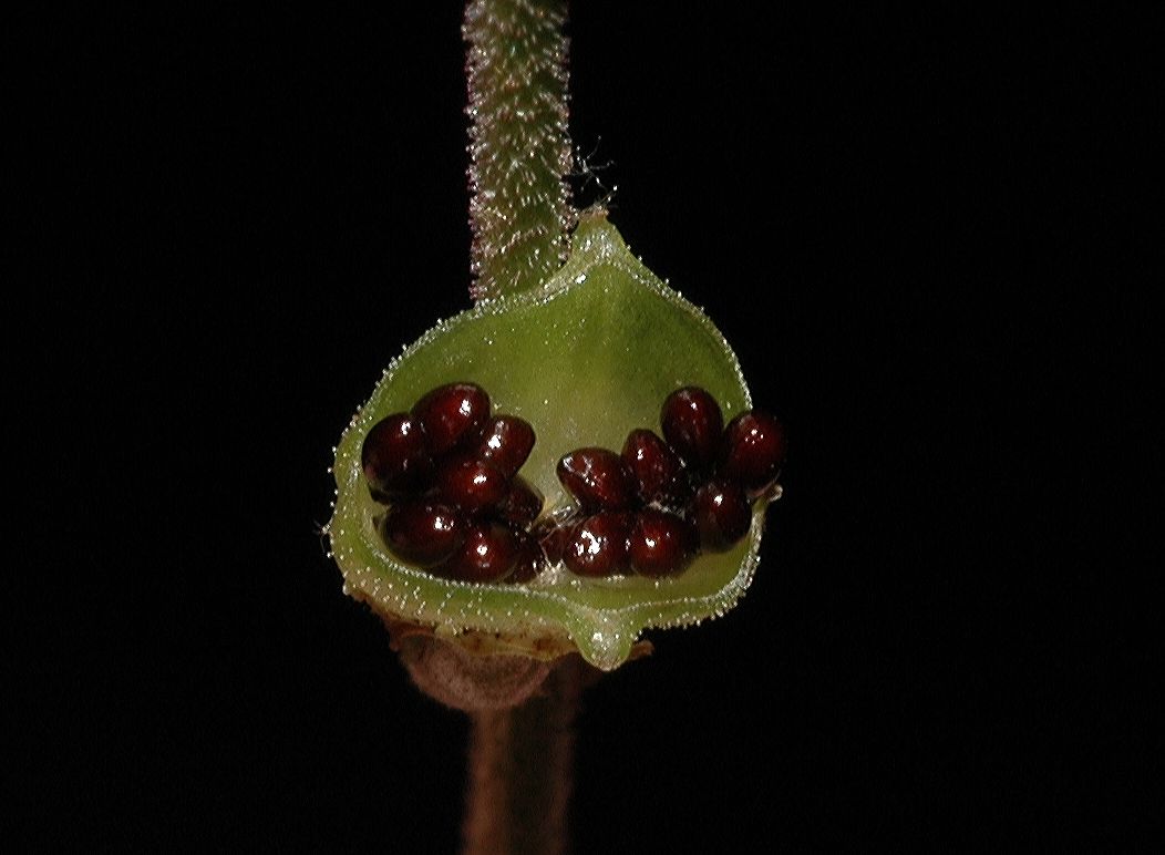 Saxifragaceae Mitella diphylla