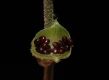 image of Mitella diphylla