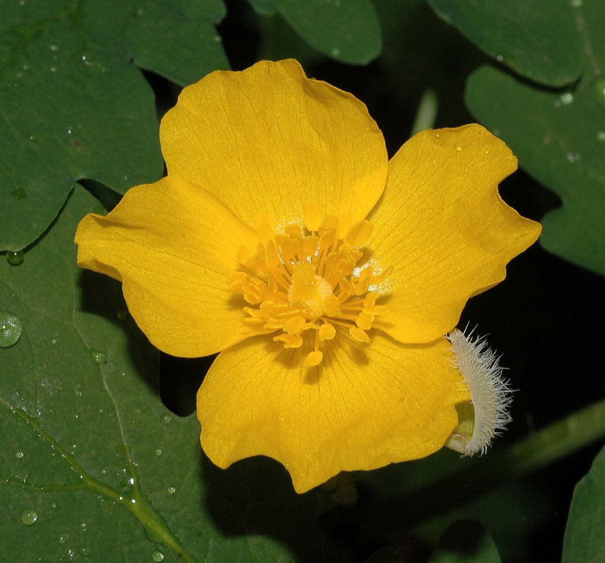 Papaveraceae Stylophorum diphyllum