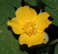 image of Stylophorum diphyllum