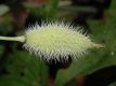 image of Stylophorum diphyllum