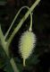 image of Stylophorum diphyllum