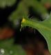 image of Stylophorum diphyllum