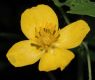 image of Stylophorum diphyllum