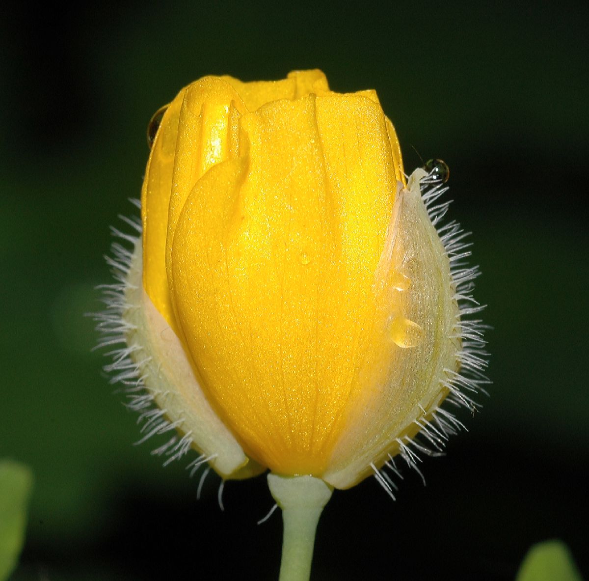 Papaveraceae Stylophorum diphyllum