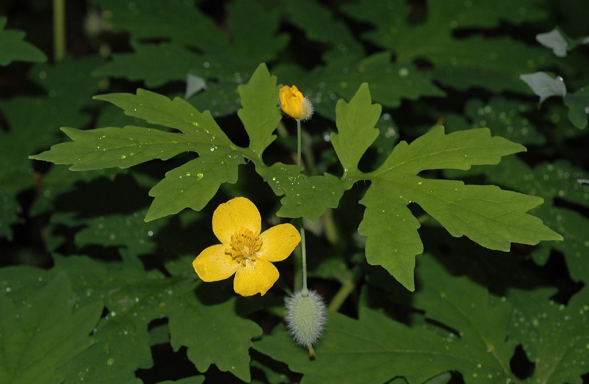 Papaveraceae Stylophorum diphyllum