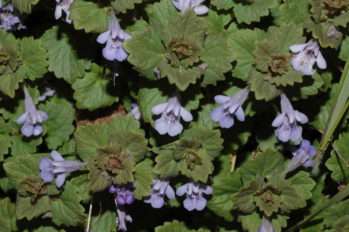 Lamiaceae Glechoma hederacea