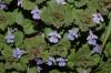 image of Glechoma hederacea