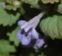 image of Glechoma hederacea