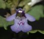 image of Glechoma hederacea
