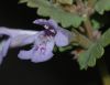 image of Glechoma hederacea
