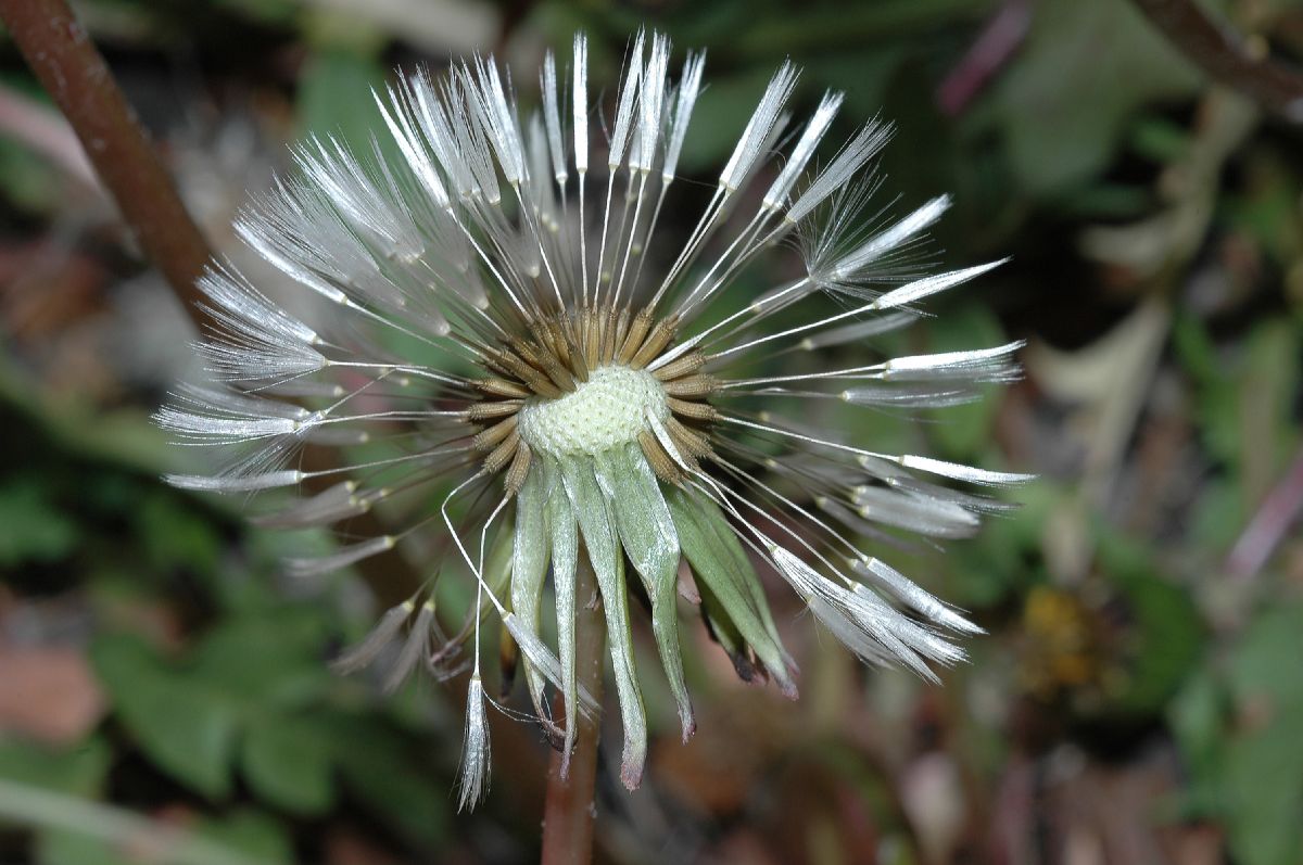 Asteraceae Taraxacum officinale