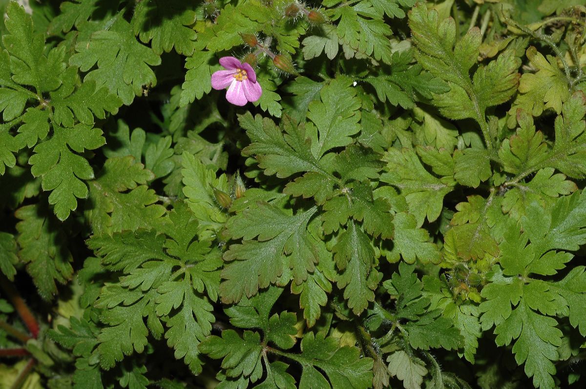 Geraniaceae Geranium robertianum