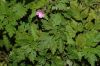 image of Geranium robertianum