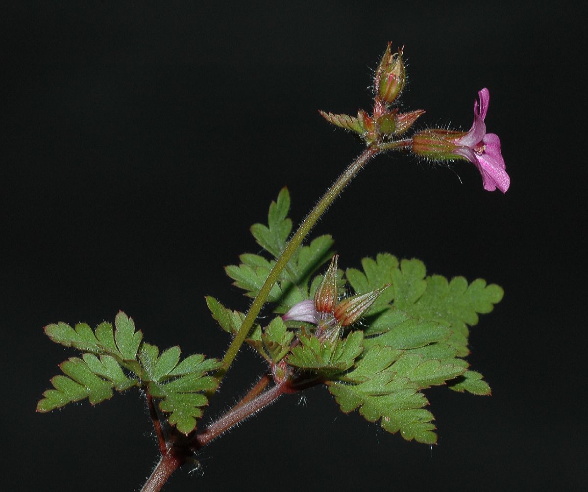 Geraniaceae Geranium robertianum
