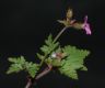 image of Geranium robertianum