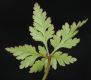image of Geranium robertianum