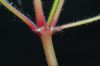 image of Geranium robertianum