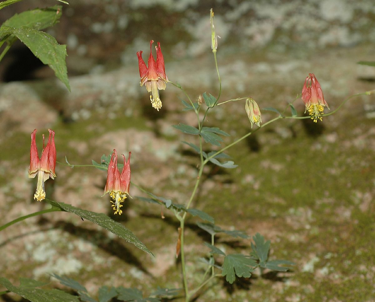 Ranunculaceae Aquilegia canadensis