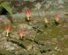 image of Aquilegia canadensis