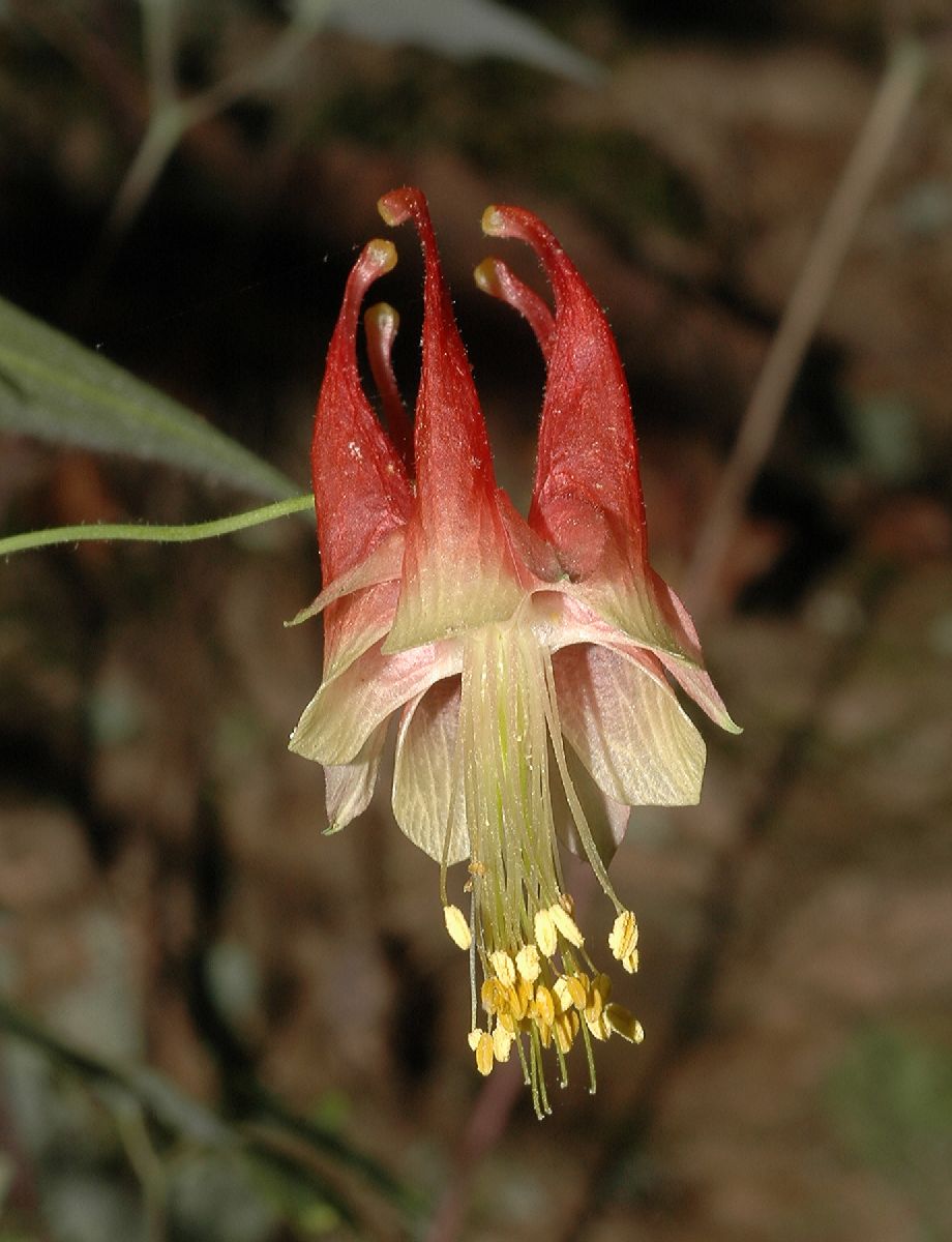 Ranunculaceae Aquilegia canadensis