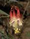 image of Aquilegia canadensis