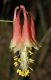 image of Aquilegia canadensis