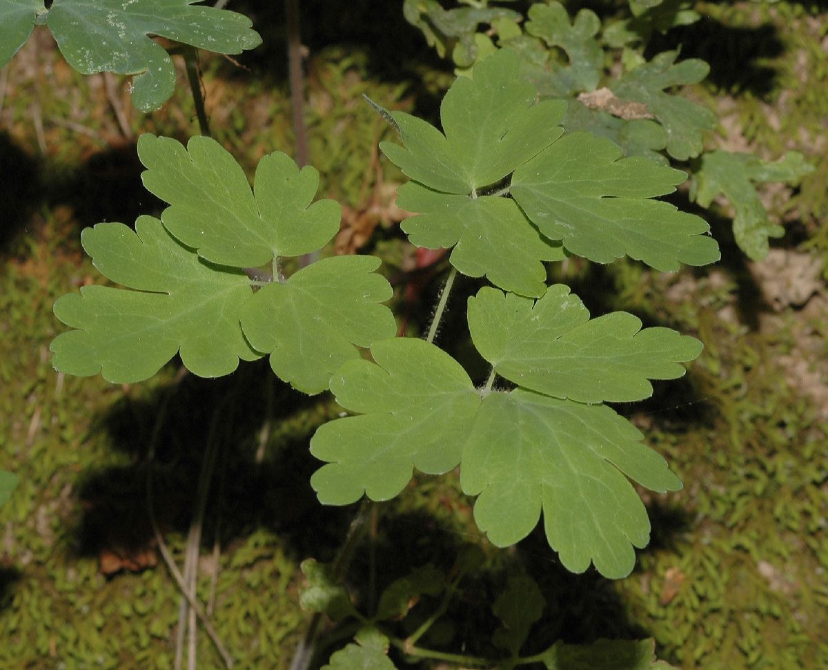 Ranunculaceae Aquilegia canadensis