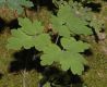 image of Aquilegia canadensis