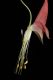 image of Aquilegia canadensis