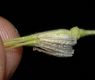 image of Aquilegia canadensis