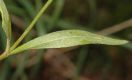 image of Claytonia caroliniana