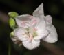 image of Claytonia caroliniana