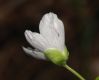image of Claytonia caroliniana