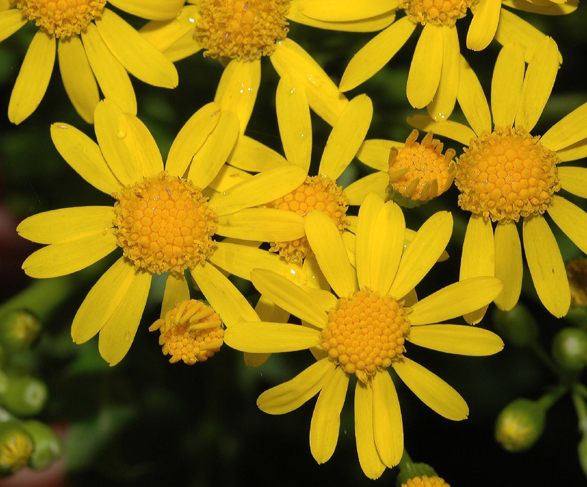 Asteraceae Senecio glabellus