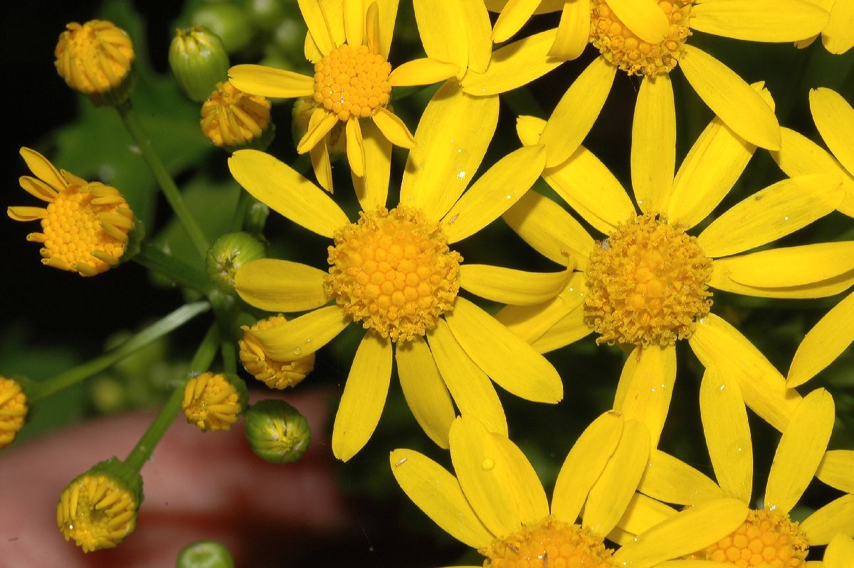 Asteraceae Senecio glabellus
