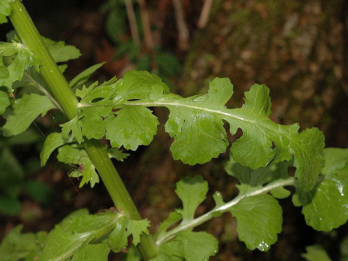 Asteraceae Senecio glabellus