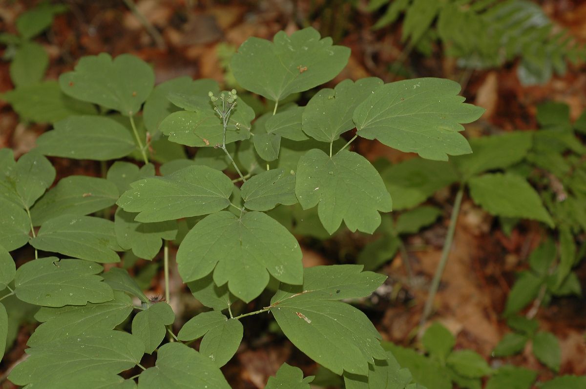 Berberidaceae Caulophyllum thalictroides