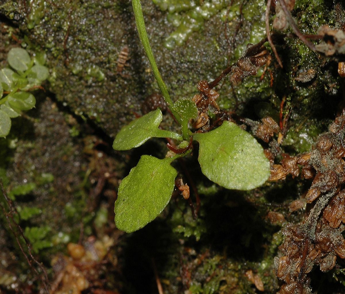 Aspleniaceae Asplenium rhizophyllum