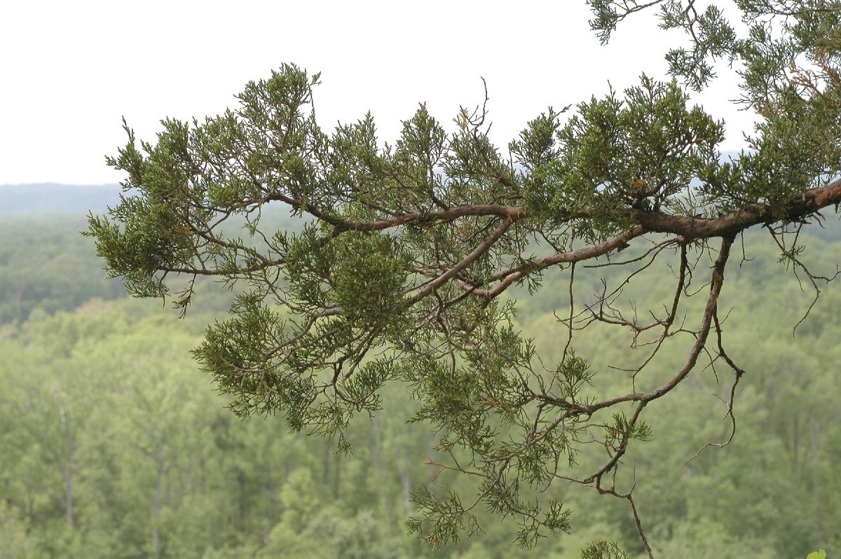 Cupressaceae Juniperus virginiana