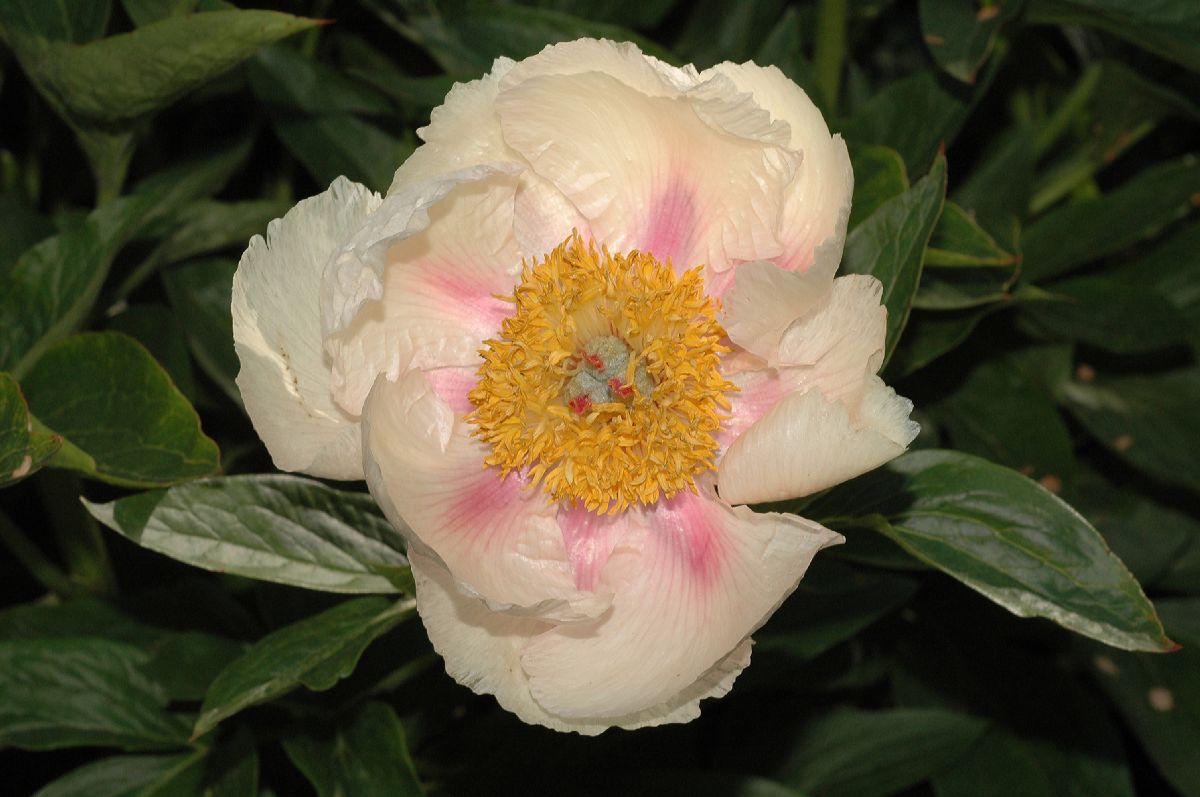Paeoniaceae Paeonia 