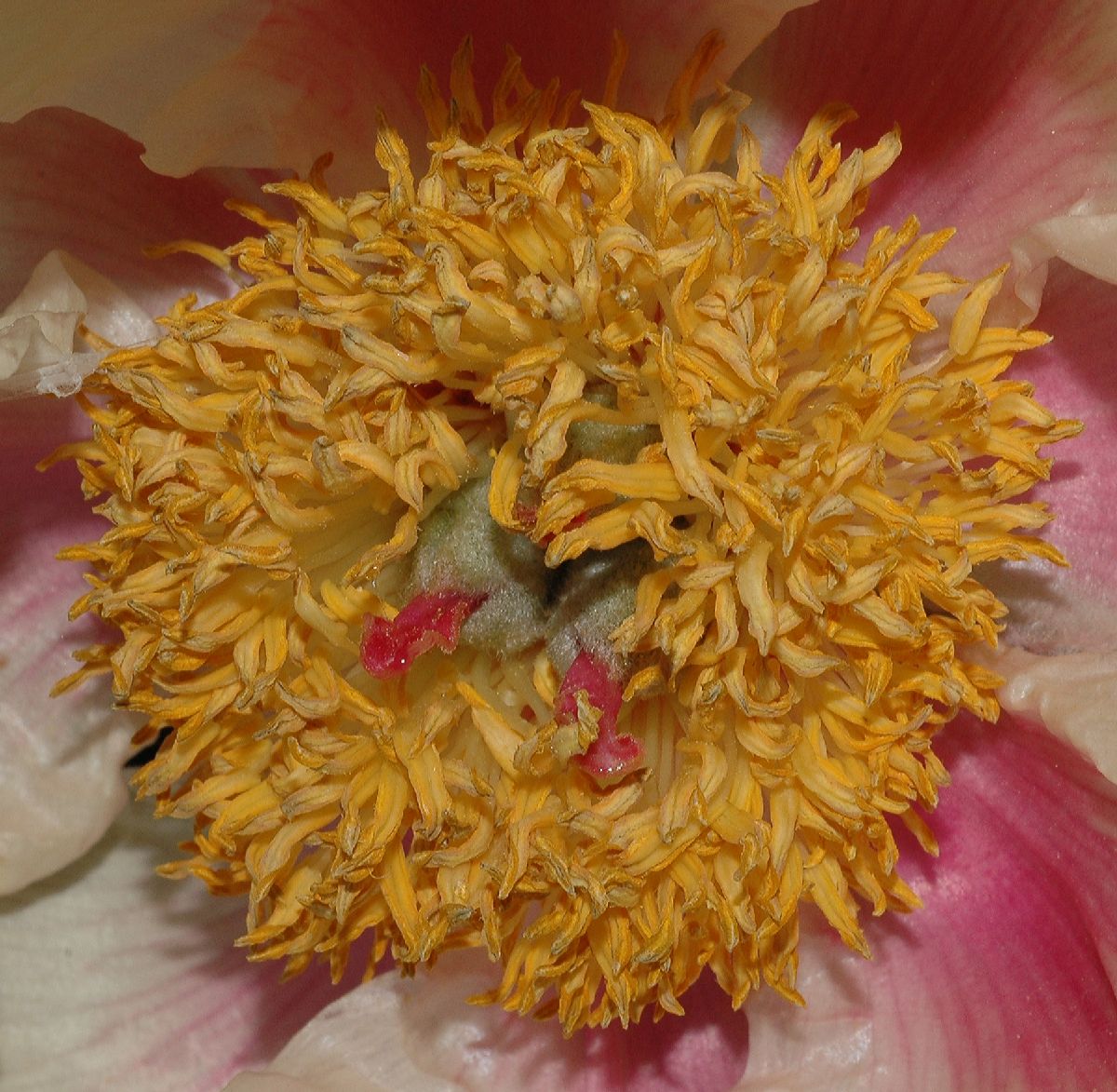 Paeoniaceae Paeonia 
