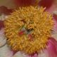 image of Paeonia 