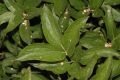 image of Paeonia 