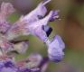 image of Nepeta racemosa