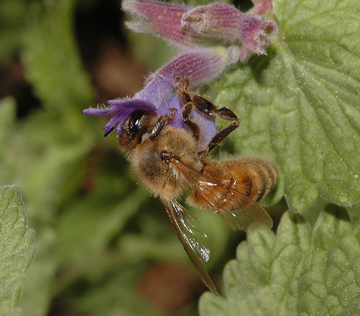 Apidae Apis meliifera