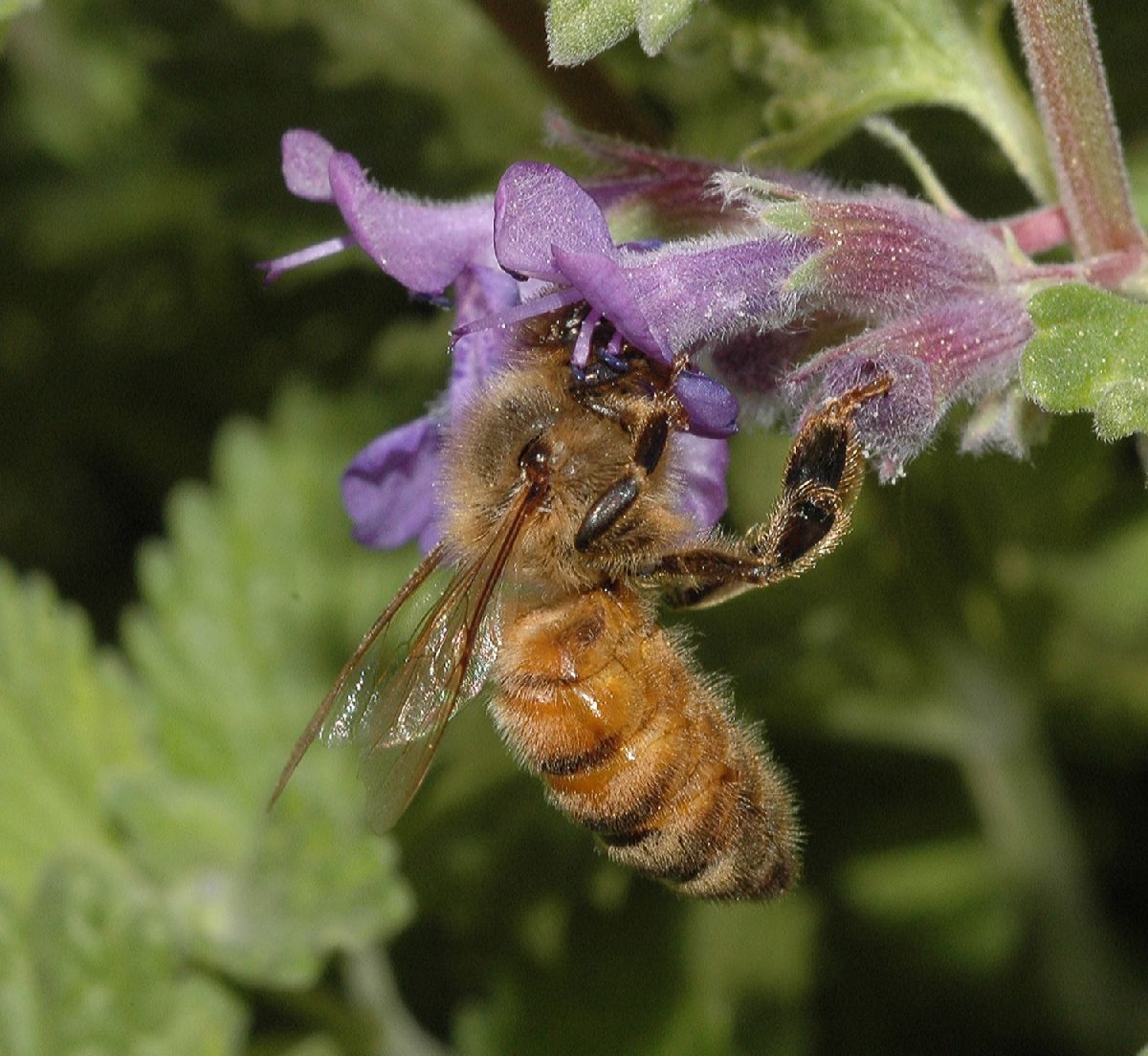 Apidae Apis mellifera